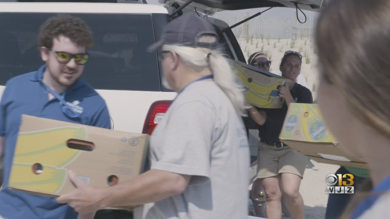 Animal Rescue Team Releases 6 Sea Turtles After Rehabiltation