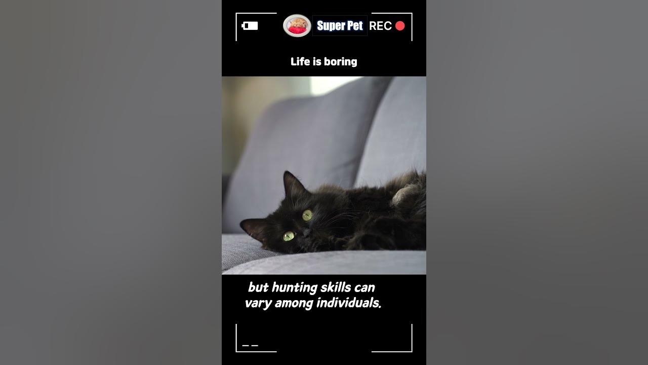 are-all-cats-good-hunters-shorts-shortvideo-shortsvideo-youtube