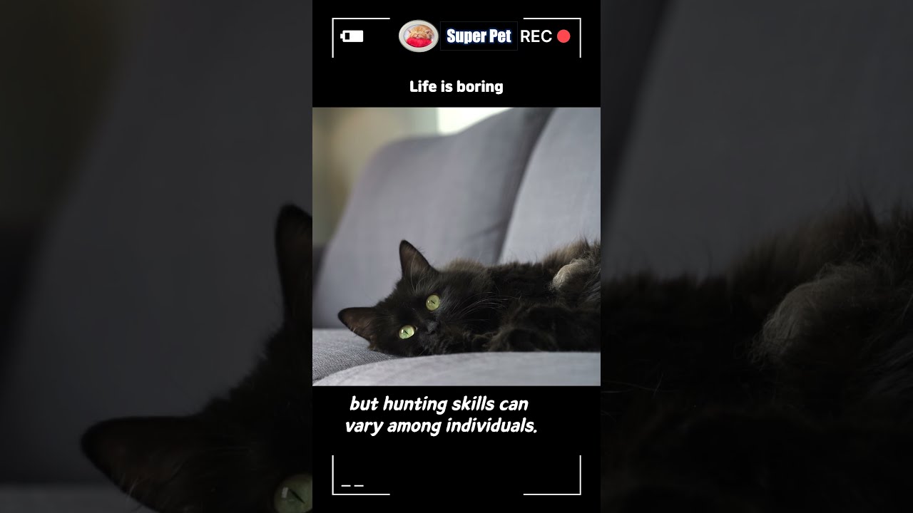 Are All Cats Good Hunters shorts shortvideo shortsvideo YouTube Are All Cats Good Hunters shorts shortvideo shortsvideo YouTube