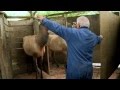 Handling Elk & Wapiti in New Zealand