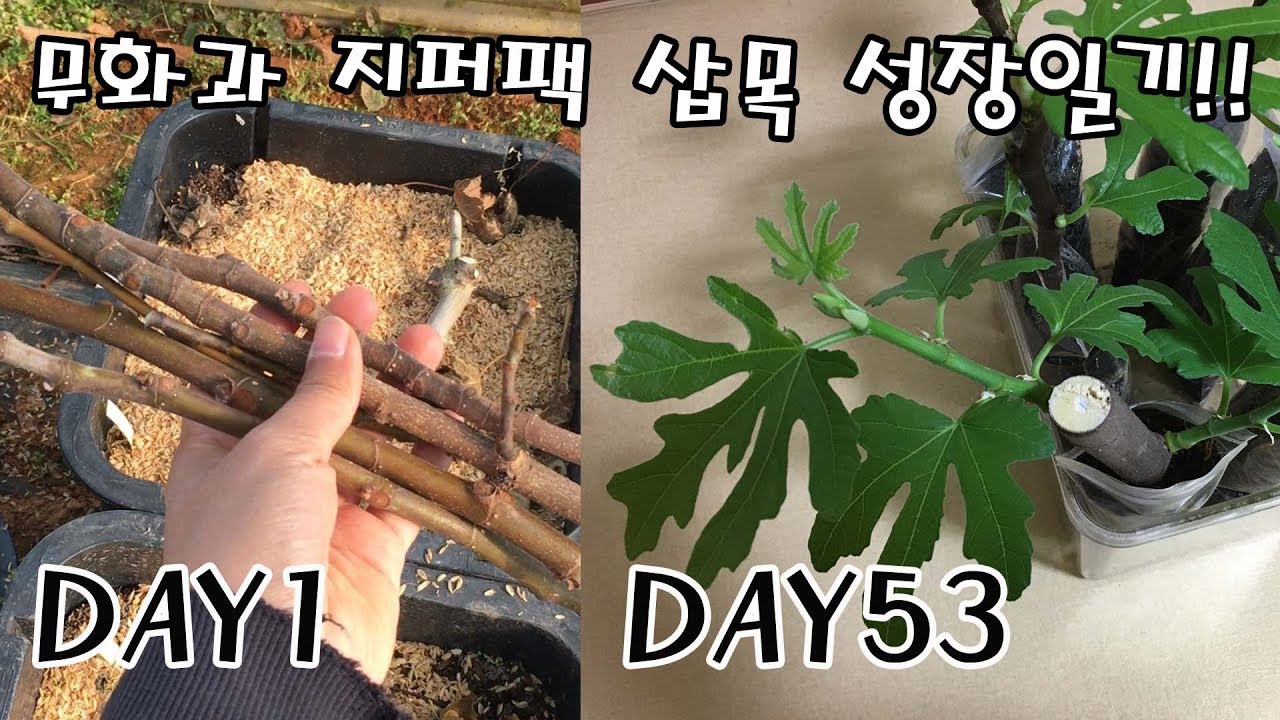 (Eng Sub)무화과 지퍼팩삽목?? [Propagating Fig Cuttings the Easy Way]