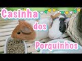 MEUS PORQUINHOS DA ÍNDIA