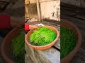 Jawara rass || Jawara juice || green blood|| juice k faide #fitness #routine #life style #fitindians
