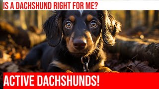 Choose the Right Dachshund for an Active Lifestyle by Happy Hounds Hangout No views 12 days ago 4 minutes, 24 seconds