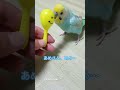 黄色い頭のマラカスに愛を告白するインコ　#short