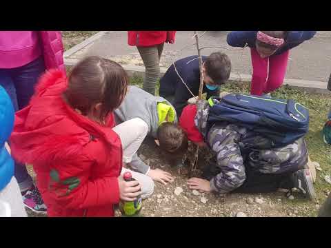 ხეების დარგვის აქცია