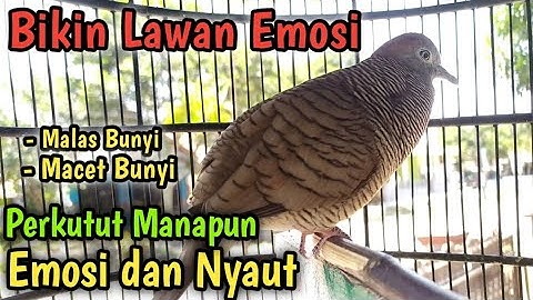 KUTUT LOKAL GACOR 100% OBAT MALAS BUNYI PALING AMPUH! SEKALI DENGAR LANGSUNG NYAUT!