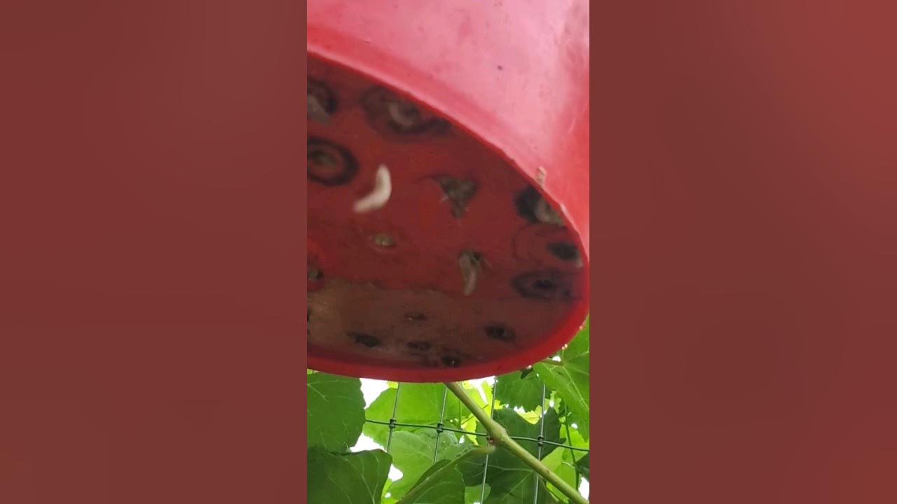 The MAGGOT BUCKET feeds CHICKENS for FREE! YouTube