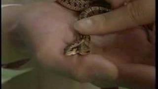 Unbelievablethis Snake Has Two Heads