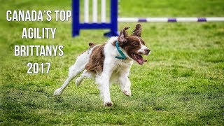 Canada's Top Agility Brittanys - Hunter's Heart Brittany Spaniels (CKC Top Dogs 2017) by Hunters Heart 3,305 views 6 years ago 42 seconds