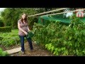 How to grow raspberries with Thompson and Morgan. Part 1: Planting and Caring for your raspberries.