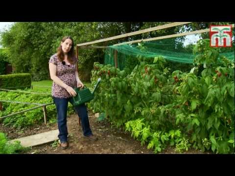 Video: Tips voor het trainen van frambozen - Leer hoe je frambozenplanten kunt trellis