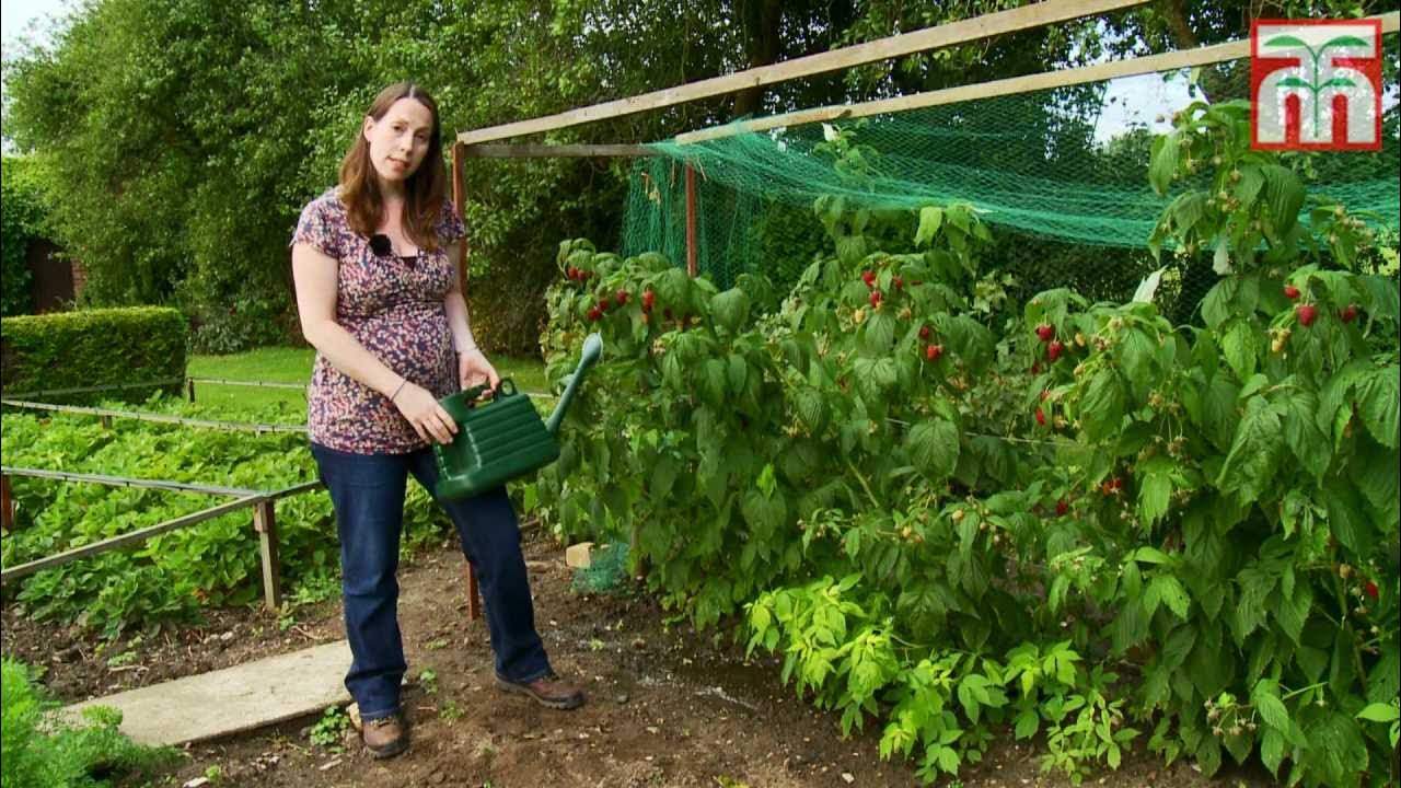 Picking raspberries: when and how to do it - Plantura