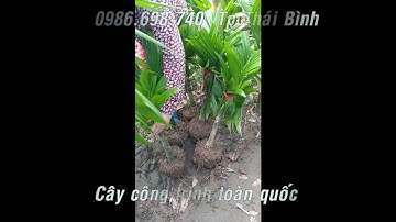 Bán cây cau lùn tứ quý