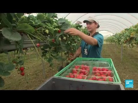 UK labour shortages: Farming and trucking sectors blame new postBrexit rules • FRANCE 24 English