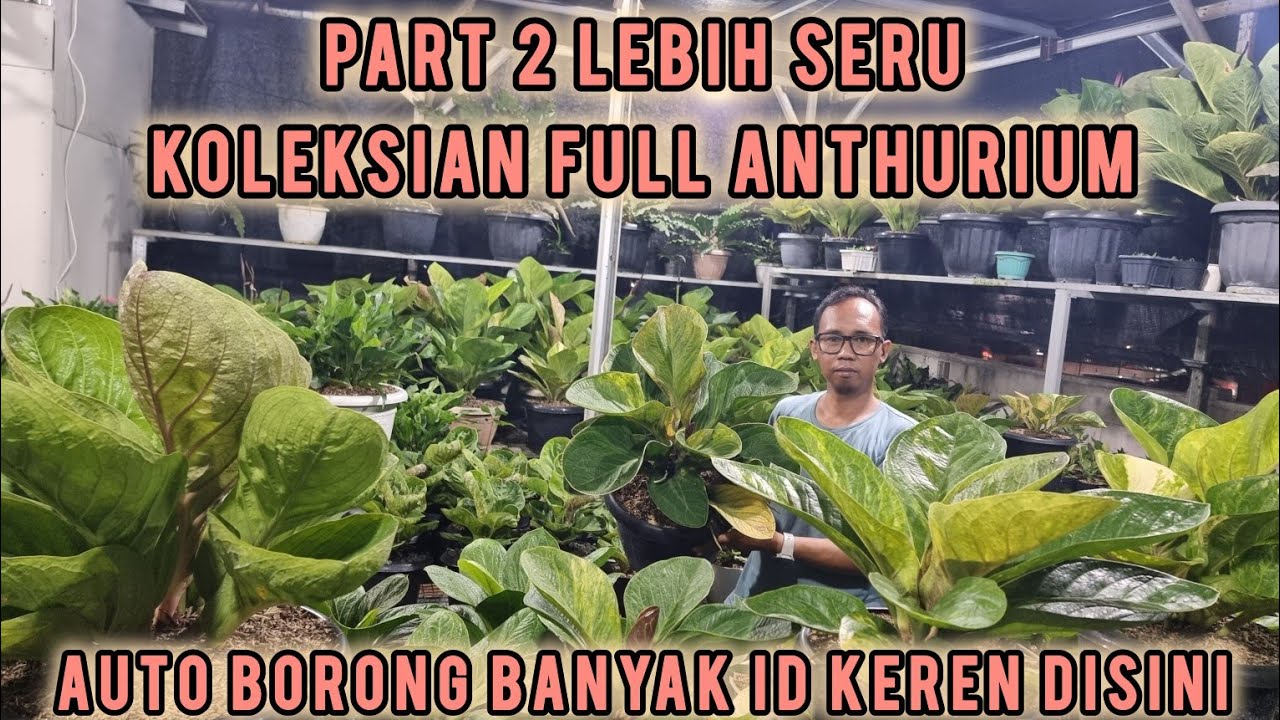 PART 2 LEBIH KEREN KOLEKSIAN FULL ANTHURIUM ⁉️BANYAK ID KEREN KEREN DISINI YU KEPOIN 