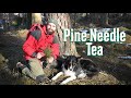 Pine Needle Tea - How to make it, History, Medicinal properties &amp; Poisonous trees to avoid