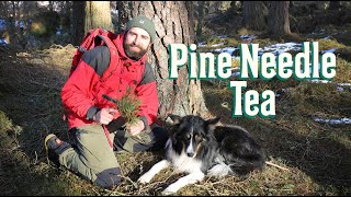 Pine Needle Tea - How to make it, History, Medicinal properties & Poisonous trees to avoid