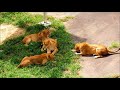 タナの一撃　Tana's counterattack　　Lion(ライオン)　多摩動物公園