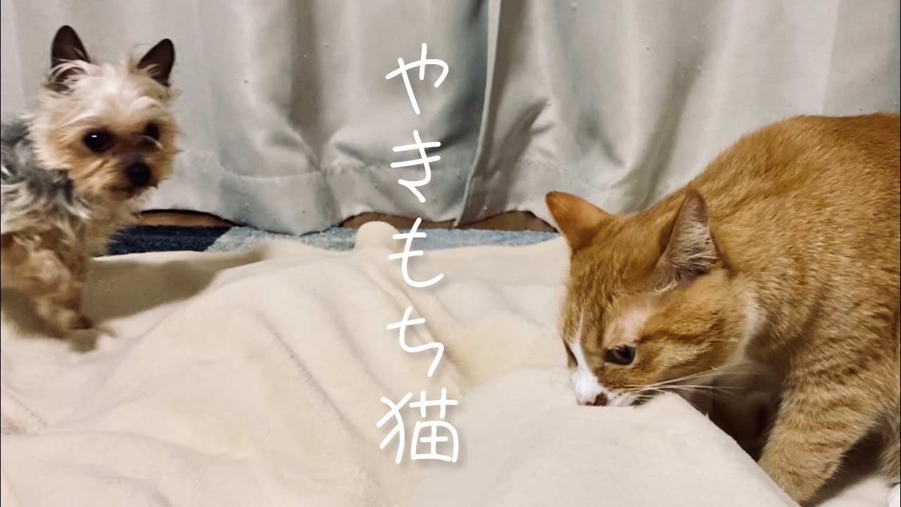 やきもち猫 本日のぬこ352 Youtube