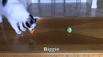 Main Effect vs Interaction Effect