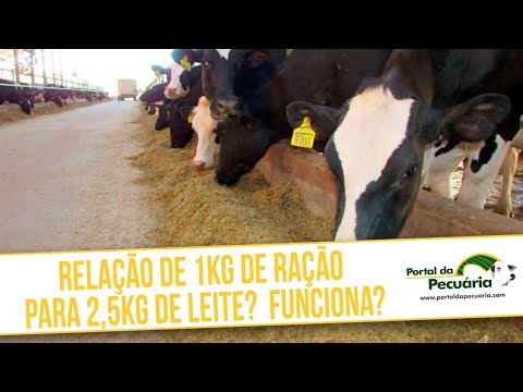Vídeo: Quanto Alimento Composto Deve Ser Dado A Uma Vaca Por Dia