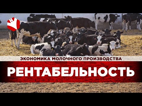 Рентабельность производства молока | Экономика молочного животноводства