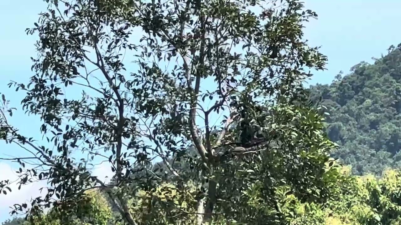 นกเฉลยของหลิ่วสยอง แต้มที่ 25 เล่นแบบนี้จิตใจแบบนี้  น่าเก็บไว้ดูเล่นไหมครับ 🤫 @คําสอนสุระมณี 