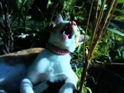  Kucing  kuning  vs kucing  hitam putih YouTube