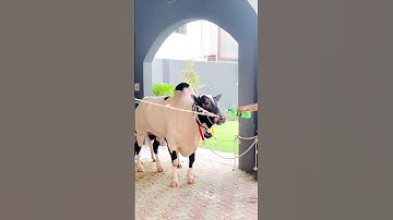 Thumbnail of daba beauty like SUBCRIBE channel 100k views growth my account dera Haji khan da