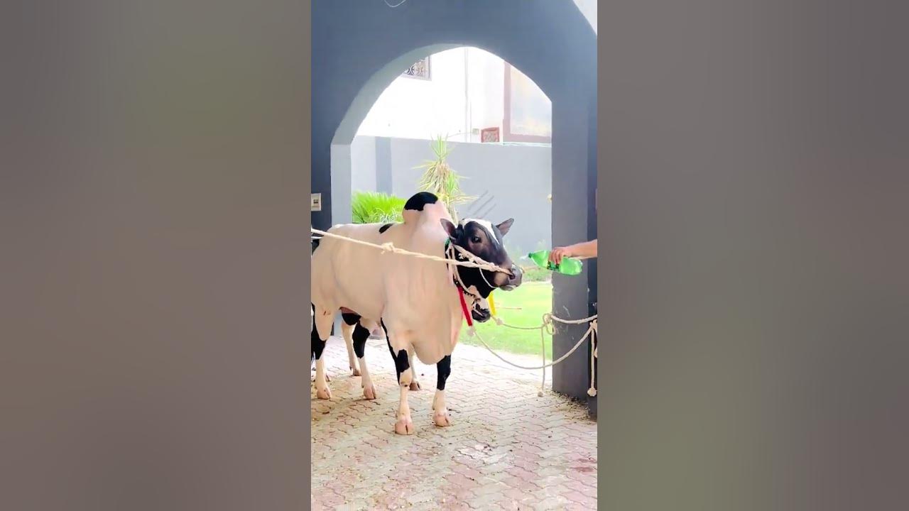 daba beauty like SUBCRIBE channel 100k views growth my account dera Haji khan da