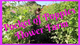 Pocket of Poppies Flower Farm Tour &amp; Review / U - Pick Flower Farm