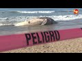 Fallece ballena encallada en playas de Mazatlán