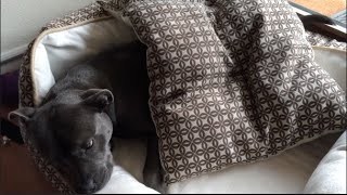 STAFFY MOMENT ( FLASHBACK) | MY DOG & HER FUNNY DOGGIE ANTICS by WineFamTV 173 views 1 year ago 1 minute, 31 seconds