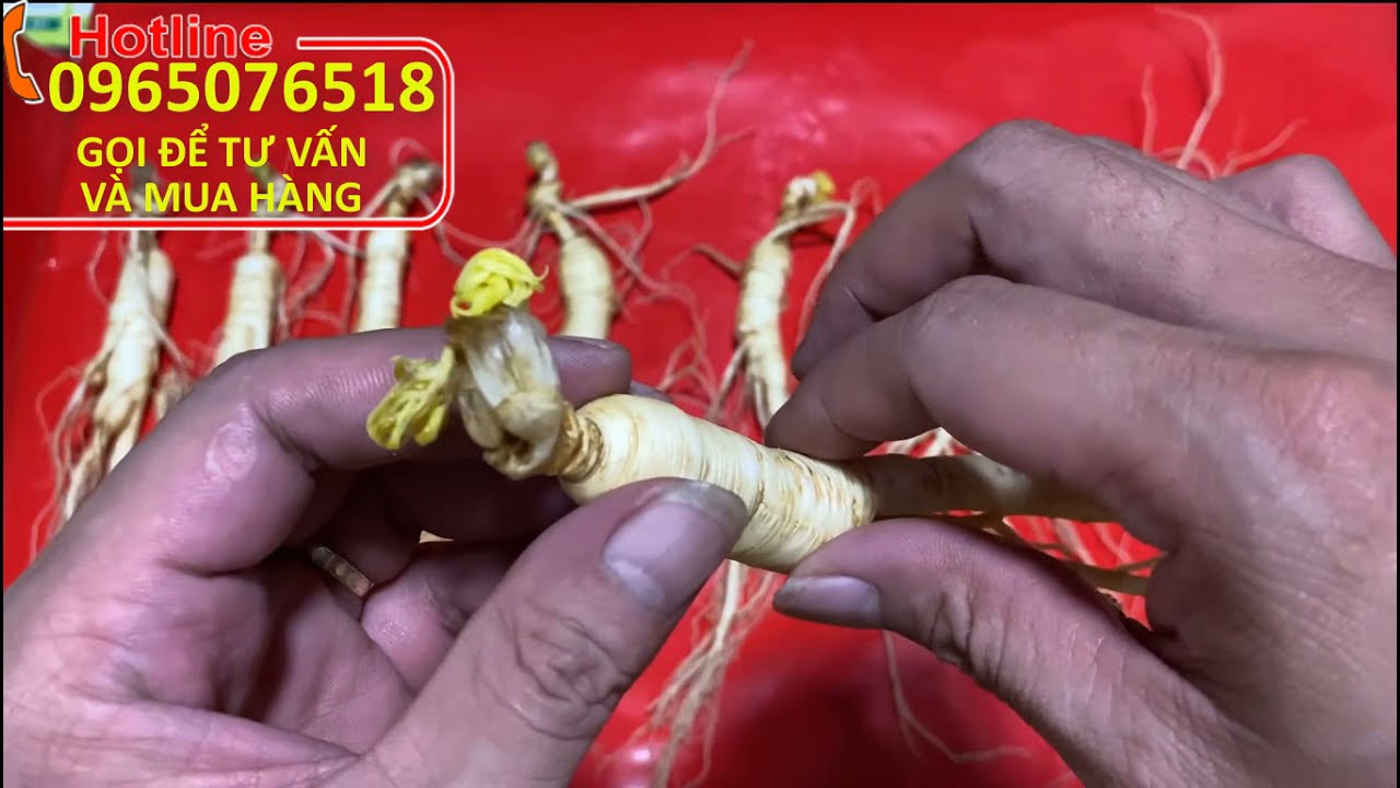 Sâm Mầm Trường Bạch Lợi Ích Kỳ Diệu Đối Với Sức Khỏe