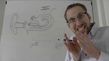 Cochlea, Basilar Membrane, Vestibulocochlear Nerve and Place and Frequency Coding Review