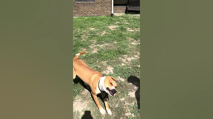 Video of adoptable pet named Leo