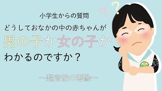 院長コラム どうしておなかの中の赤ちゃんが 男の子か女の子かわかるのですか 超音波の画像 ゆいクリニック 沖縄市の産婦人科 院長コラム どうしておなかの中の赤ちゃんが 男の子か女の子かわかるのですか 超音波の画像 ゆいクリニック 沖縄市の産婦人科