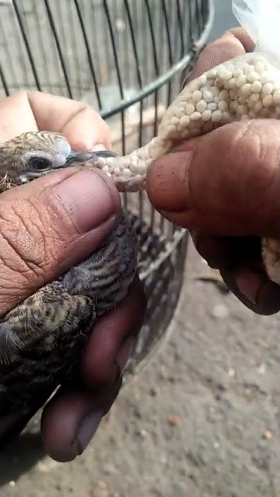 Cara ngloloh anak perkutut yang susah makan #shorts #@ciptosong4719