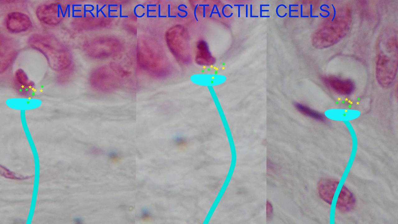 Tactile Cells Merkel Cells Youtube