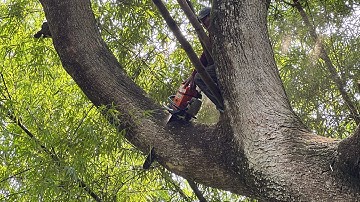 Great... Cut down a tall and large trembesi tree that is tens of years old.