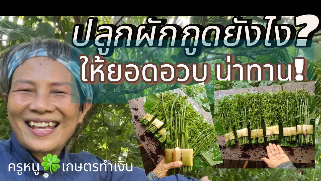 ปลูกผักกูดยังไง? ให้ยอดอวบ น่าทาน