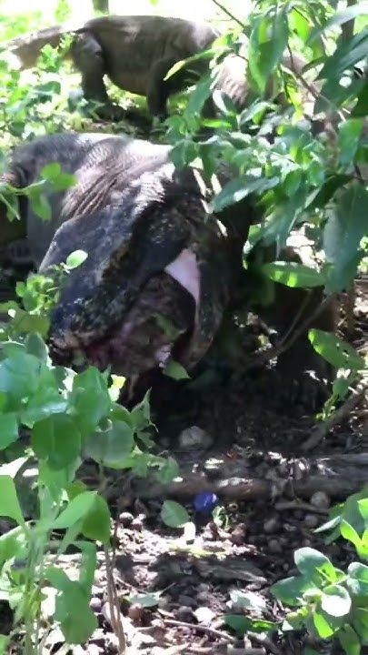 Try swallowing a pig's head by a large Komodo dragon - YouTube