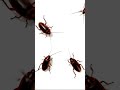 Cat Games: Cockroach Hunt! (Bugs for Cats)