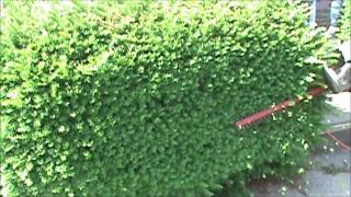My DIY Trimming Hedges and Shrubs