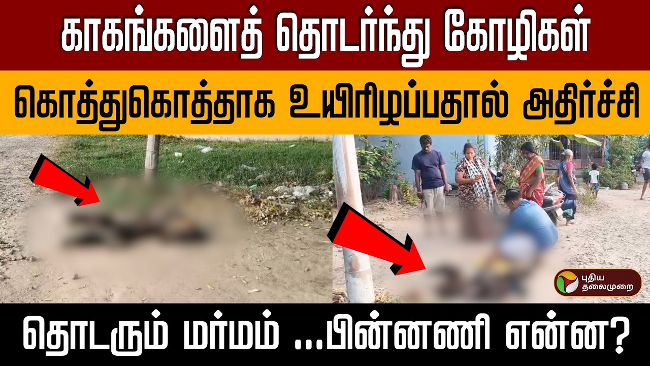 காகங்களைத் தொடர்ந்து கோழிகள் கொத்துகொத்தாக உயிரிழப்பு | தொடரும் மர்மம் ...பின்னணி என்ன? PTD