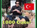 🇹🇷 Istanbul Cat park, Turkey. The City Of Cats!