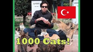 Istanbul Cat park, Turkey. The City Of Cats!