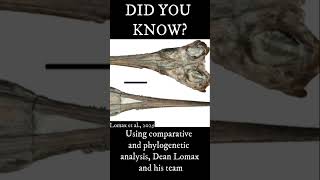 A New Species of Ichthyosaur from England has been Discovered #palaeontology #paleontology