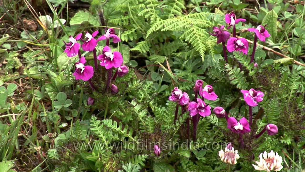Pedicularis siphonantha (Orobanchaceae) in Central Bhutan